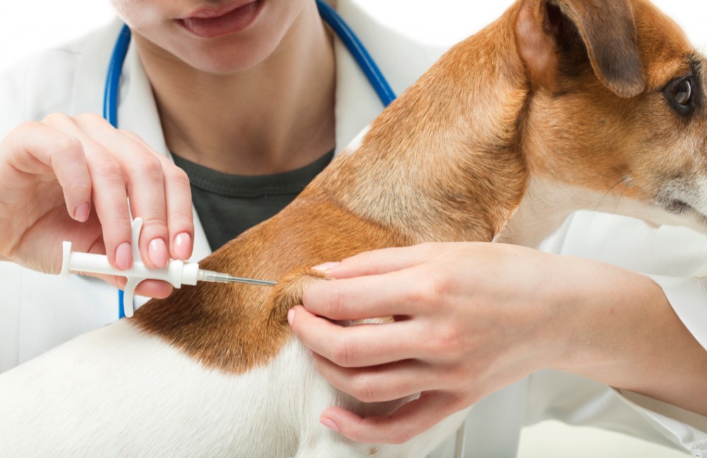 Veterinária aplicando o microchip em um cão